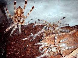 poecilotheria formosa