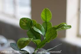 dried kaffir lime leaves