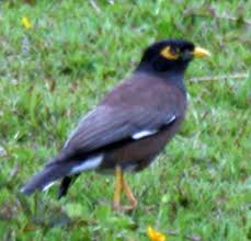 mynah bird