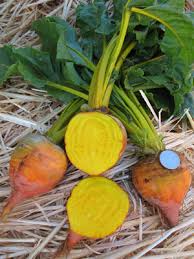 beet seeds