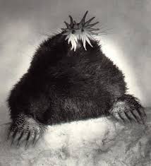 star nosed moles