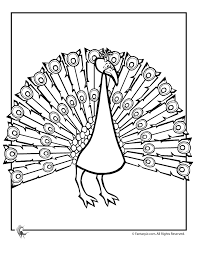 peacock coloring