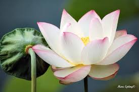 lotus blossoms