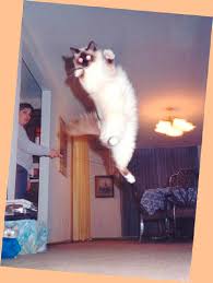 cats at play