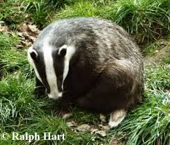 Badger curling up