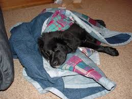 cats quilts