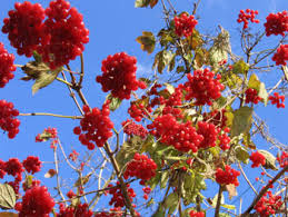 guelder