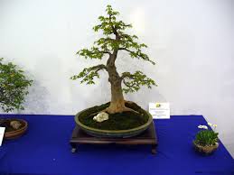 japanese maple bonsai