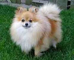 pomeranian dog