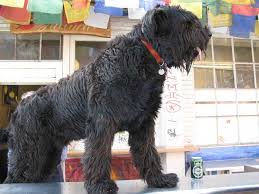 Chien de garde, vos avis ? Schnauzer-geant