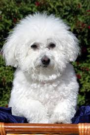 bichon