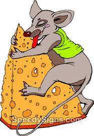 Rat eating cheese