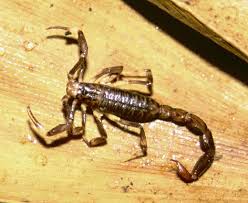 scorpion species