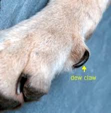 dog nail grooming