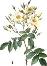 white musk