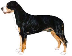 dog profile