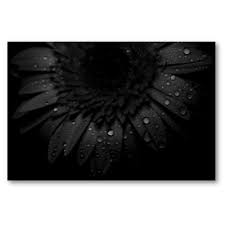 black gerber daisies