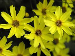 types of yellow flowers