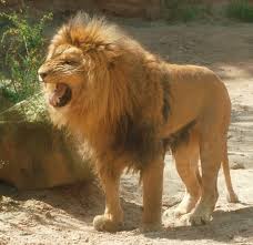 lion pic