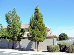eldarica pine tree