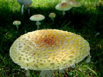 panther caps