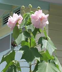 flor de jerico