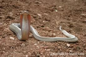 Philippine Cobra