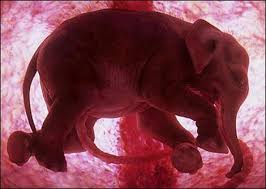 picture of elephant