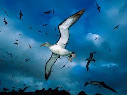 animals in the sky