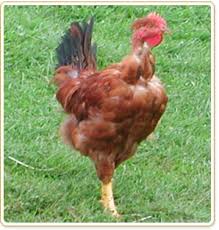 les poulet