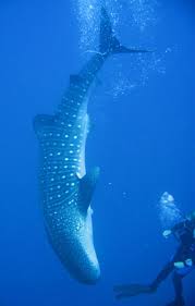 belize packages