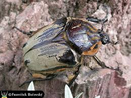 goliathus cacicus