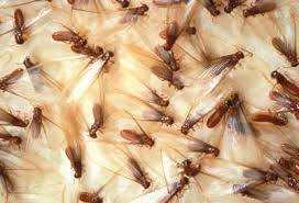 Termite Control
