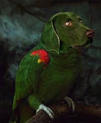 amazonian birds