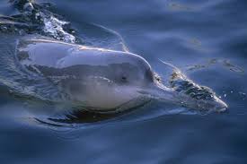 yangtze river wildlife
