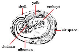 dragons eggs