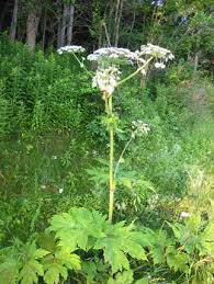 Giant Hogweed