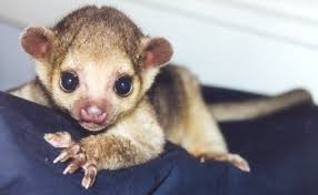kinkajou predators