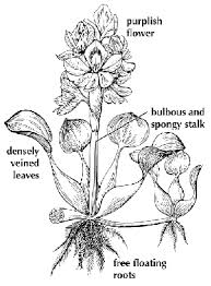 how flowers grow