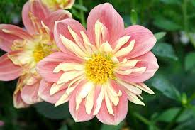 flower of love