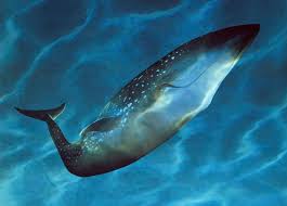 big blue whales