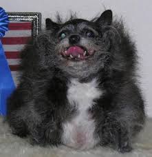 unique dogs