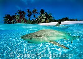 black tipped reef sharks