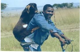 goat toys
