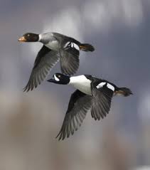 birds of north america