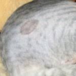 canine ringworm