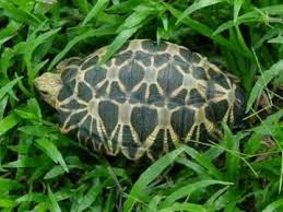 burmese star tortoise