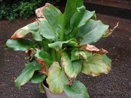 calla lily plant