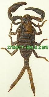 scorpion with two tails