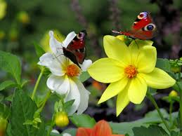 butterflies habitat